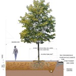 CU Structural Tree Soil from Landtech Soils