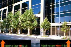 The Importance of Urban Trees