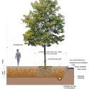 CU-Structural Tree Soil | Technical Details